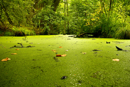 A picture from the lonely swamp deep in the forest.の写真素材