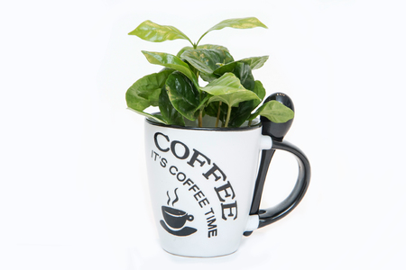 A picture of the coffee tree Growing from the porcelain cup. The plant is fresh green. Symbolizes ecology, raw product.の写真素材