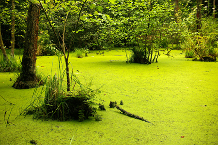 A picture from the lonely swamp deep in the forest.の写真素材