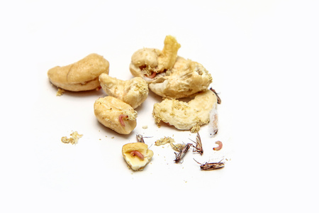A picture of cashew nuts infested with caterpillars and butterflies of the meal moth. Isolated on a...