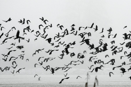 A flock of crows flying above the frozen field.の写真素材