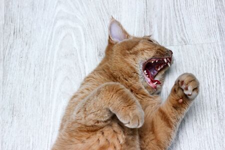 A cute tabby cat is lying on the floor and looking very funny, like it is screaming on something.