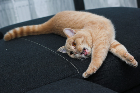 A cat is lying on the sofa and is little bit bored.の写真素材