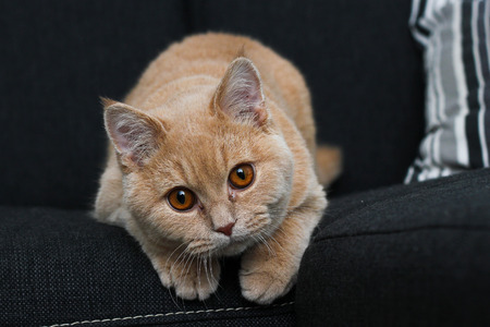 A cat is lying on the sofa and having a curious look.
