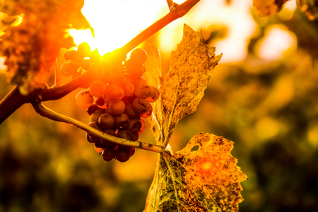 A detail of the grapes from in vineyard during the autumn.の写真素材