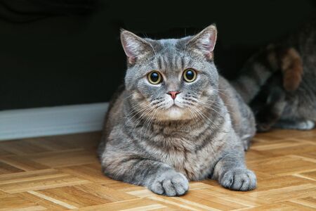 A picture of a cute british cat lying on a floor, looking a bit foolish, but relaxed.
