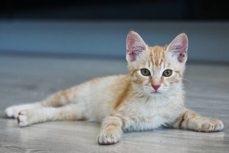A cute red haired tabby cat is lying on the floor and is looking satisfied and a bit bored. But it is happy.の写真素材