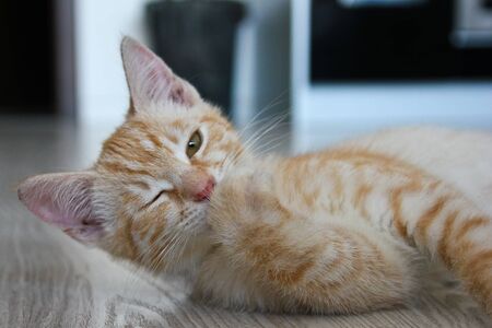 A cute kitty is licking its paw and looking at you.
