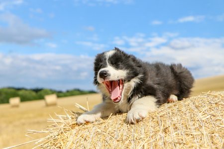 A cute puppy is lying on the hay bale and yawning, looking like it is smiling.の写真素材