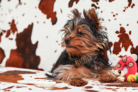 A cute young Yorkshire terrier girl is posing on the sofa.の写真素材
