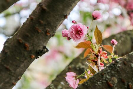 A detail picture of a nice spring cherry blossom on a tree.の写真素材