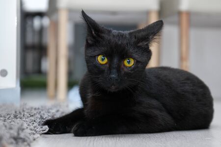 A sleepy kitty is lying on the ground and watching you.の写真素材