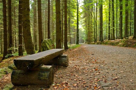 A picture from the old deep BoubÃ­n wood in Czech Republic.の写真素材