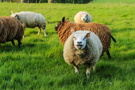 A sheep in a flock is standing on the meadow and looking at you and makes baa.. She looks quite stupid.の写真素材