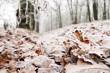 A detail picture of frozen oak leaf lying on the ground.の写真素材