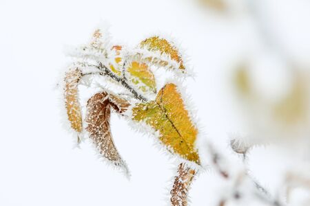 A detail picture of the frozen branch with a fresh green leaf on it.の写真素材