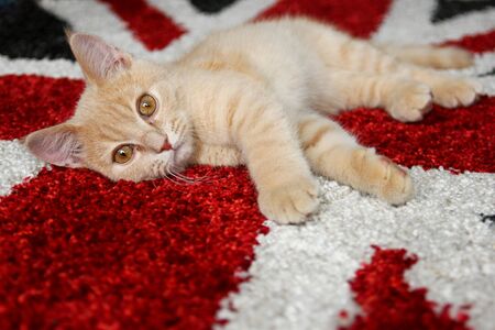 A cute kitten is sleepy and is lying on a carpet.の写真素材