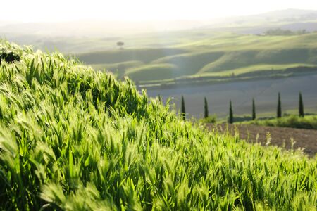 A view from the Tuscan countryside. Beautiful nature during sunny spring.