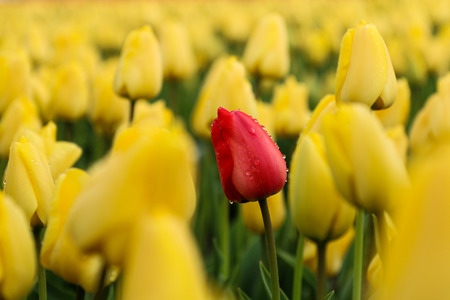 A picture from the amazing tulip fields in Netherlands during the cloudy, rainy spring day. The colorful flowers are everywhere.  The single red tulip with raindrops on it is among the yellow ones.の写真素材