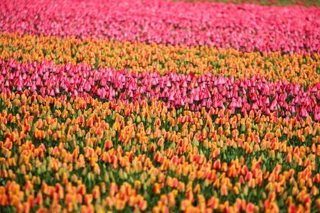A picture from the amazing tulip fields in Netherlands during the cloudy, rainy spring day. The colorful flowers are everywhere.の写真素材