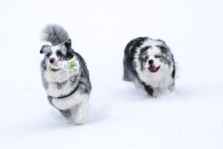 A picture of two chasing australian shepherds during winter. They are fighting for the toy.
