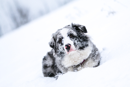 The portrait of a cute australian shepherd during winter.の写真素材