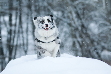 A picture of running australian shepherd during winter. He really enjoys this.の写真素材