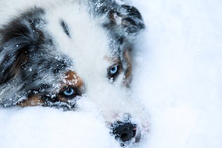 The portrait of a cute australian shepherd during winter. It is lying in the snow.の写真素材