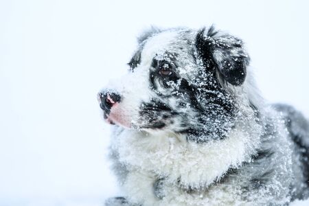 The portrait of a cute australian shepherd during winter.の写真素材