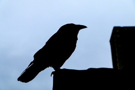 A silhouette of the raven standing on the wall. Guard of the Tower in London.の写真素材