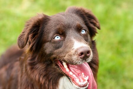 A portrait picture of the Australian shepherd dog with blue eyes. Lookin a bit evil or like a zombie. But it is cute, happy and satisfied.の写真素材