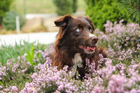 A young adult Australian shepherd is lying in the heather and looking happy and satisfied. Like he is laughing.の写真素材