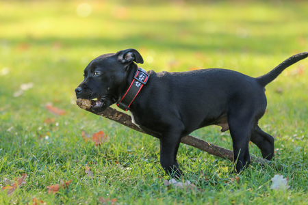 A portrait picture of a  cute puppy of the American Staffordshire Terrier. HeÂ´s holding the branch in his mouth.の写真素材