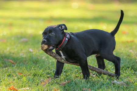 A portrait picture of a  cute puppy of the American Staffordshire Terrier. HeÂ´s holding the branch in his mouth.の写真素材