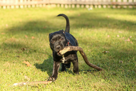 A portrait picture of a  cute puppy of the American Staffordshire Terrier. HeÂ´s holding the branch in his mouth.の写真素材
