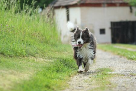 A picture of running young male border collie on the gravel road in the countryside.の写真素材