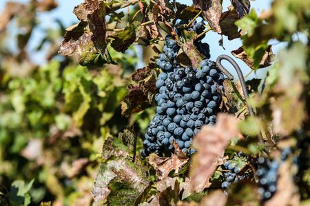 A picture of a vineyard in Moravia in Czech Republic.