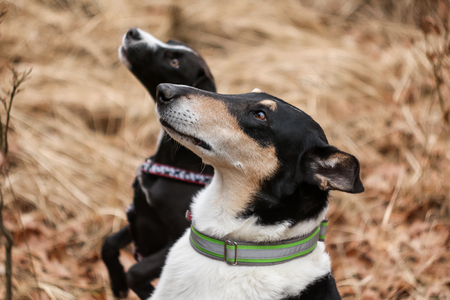 A portrait picture of the nice colored short haired collie and a cute black crossbreed.