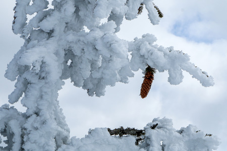A detail picture of a spruce cone on a frozen tree.の写真素材