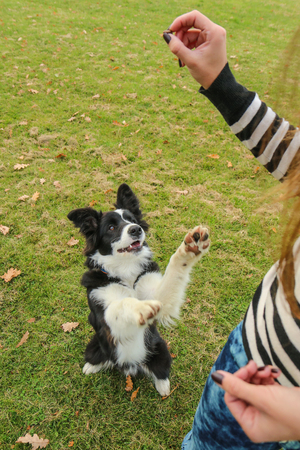 The young border collie puppy is sitting and giving up his front paws. He begs for a dainty from his owner.の写真素材