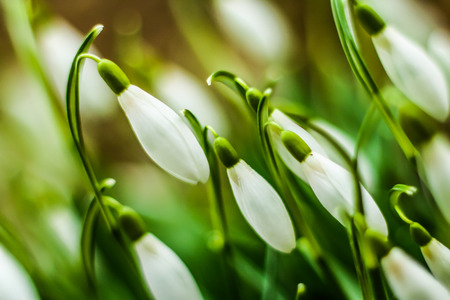 Picture of a spring symbol, fresh green snowdrops with white blooms.の写真素材