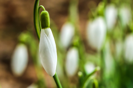 Picture of a spring symbol, fresh green snowdrops with white blooms.の写真素材