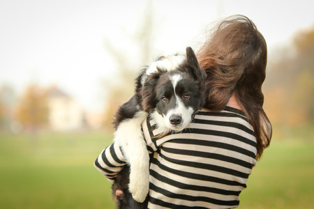 A puppy of the border collie is carried by its owner. He looks quite frightened although he is happy.の写真素材