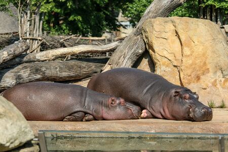 The lazy hippos are lying near the pool and relaxing.の写真素材