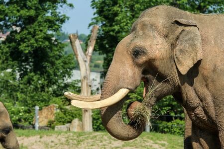 The portrait Picture of an eating elephant. He looks happy and satisfied.の写真素材