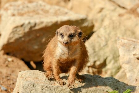 The portrait Picture of a cute meercat standing on rocks and observing the surroundings.