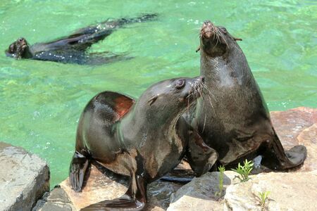 The sea lions by the pool in the zoological garden during the exhibition. Happy to be outside.の写真素材