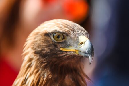 A detail picture of the eagleÂ´s head. It is a nice and majestic bird. Looks quite happy and satisfied.の写真素材