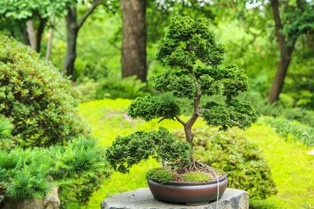 A picture from the part of the botanical garden, which is made in Japanese styleの写真素材