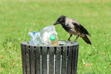 A picture of a hungry crow eating garbage from a trash bin and doing mess in the public park.の写真素材